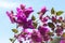 Pink bougainvillea flowers - ornamental flower