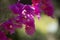 Pink bougainvillea in foreground with light green blurred background