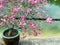 Pink bougainvillea plant potted