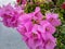 Pink bougainvillea plants are blooming
