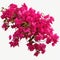 Pink Bougainvillea plants, Illustration AI Generative
