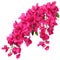 Pink Bougainvillea plants, Illustration AI Generative