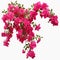 Pink Bougainvillea plants, Illustration AI Generative