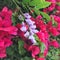 Pink Bougainvillea and Purple Wisteria