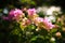 Pink Bougainvillea spectabilis flower 2