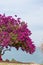 Pink Bougainvillea Tree 2