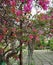Pink Bougainvillea tree in a garden
