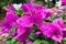Pink Bougainvilleas or Paper flower