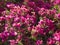 Pink Bouganville flowers and their green leaves