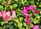 Pink Bougaville flower on branch.