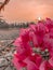 Pink Bougenville blooms with sunset view