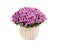 Pink bouquet of chrysanthemums on a white