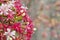 Pink Bouquet of Quisqualis Indica flower closeup