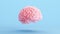Pink Brain Anatomy Mind Intelligence Medical Organ Science Blue Background
