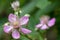 Pink bramble rubus fruticosus flowers