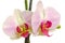 Pink branch orchid flowers with green leaves, Orchidaceae, Phalaenopsis known as the Moth Orchid, abbreviated Phal.