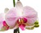 Pink branch orchid flowers with green leaves, Orchidaceae, Phalaenopsis known as the Moth Orchid, abbreviated Phal.