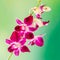 Pink branch orchid flowers, Orchidaceae, Phalaenopsis known as the Moth Orchid, abbreviated Phal. Pink bokeh light background.