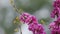 Pink Branch Of Redbud In Full Bloom. Scientific Name Cercis Siliquastrum. Close up.