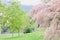 Pink branches of tamarisk in a green garden