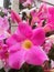 Pink Brazilian jasmine in garden. Vertical photo image.