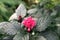 pink brazilian plume flower. Flamingo Flower Justicia carnea blooms in garden