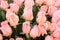 Pink bridal roses background close-up