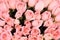 Pink bridal roses background close-up