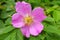 Pink bright rosehip flower on a background of green leaves