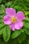 Pink bright rosehip flower on a background of green leaves