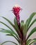 Pink Bromelia, Bromeliaceae plant