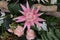 Pink bromelia in a flower arrangement