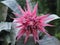 Pink bromelia in full bloom with leaves