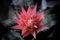 Pink bromelia, tropical exotic flower