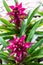 Pink Bromeliad