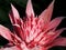 Pink Bromeliad