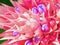 Pink bromeliad flower