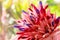 Pink Bromeliad Flower