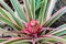 Pink bromeliad flower,Aechmea fasciata, Bromeliaceae.