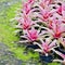 Pink Bromeliads