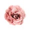 Pink brooch flower isolated on white background