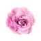 Pink brooch flower isolated on white background