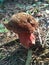 Pink and brown mushroom eaten by bugs