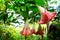 Pink brugmansia