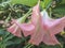 Pink Brugmansia also known as Angel Trumpet