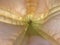 Pink Brugmansia. Angel`s Trumpet. Close-up