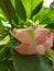 pink brugmansia flower in a garden