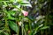 Pink Brugmansia insignis in Costa Rica