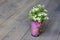 Pink bucket with florets. artificial green plant. wooden floor