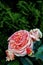 Pink bud of flowering peony